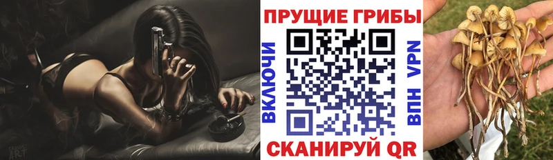 Купить где  Сельцо  Псилоцибиновые грибы Magic Shrooms 